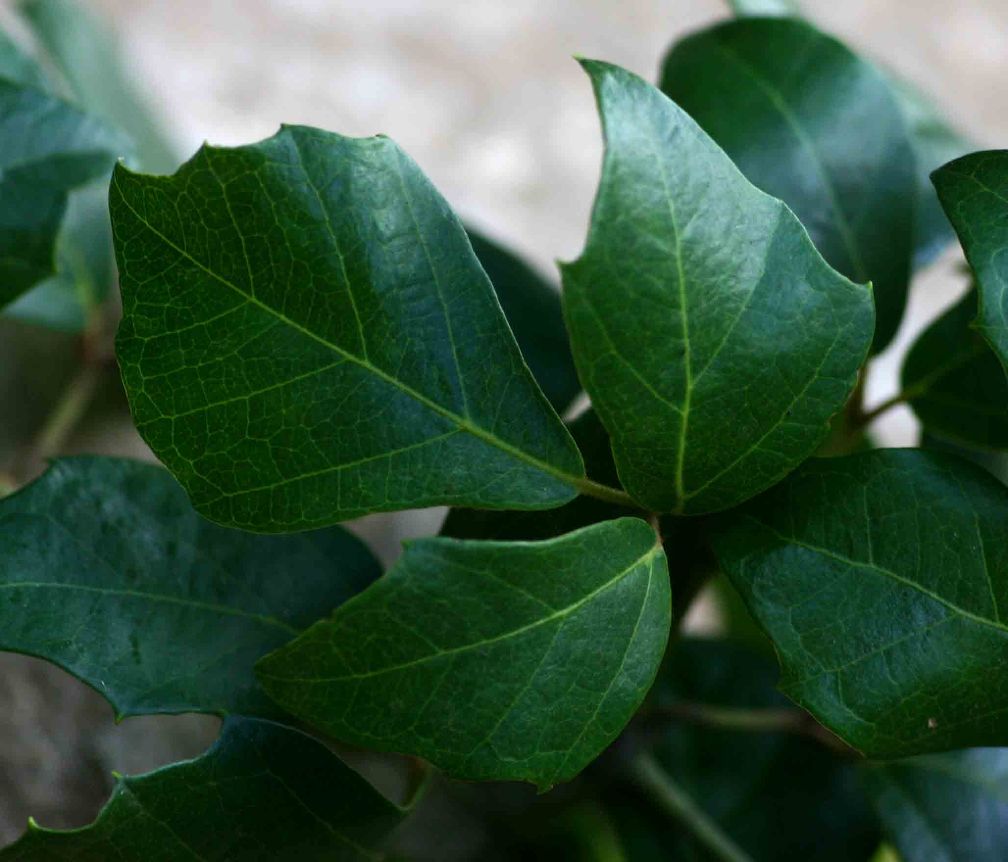 Rhoicissus rhomboidea