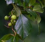 Rhoicissus rhomboidea