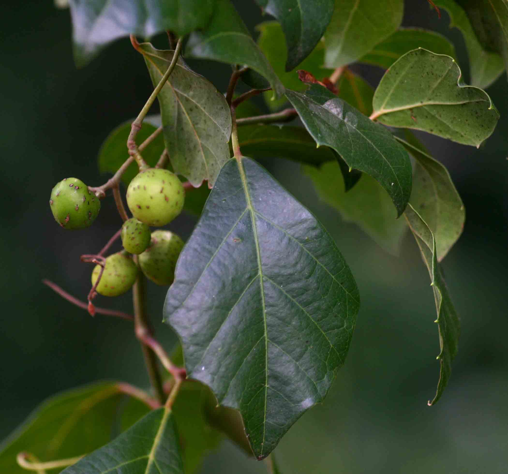 Rhoicissus rhomboidea