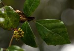 Rhoicissus rhomboidea