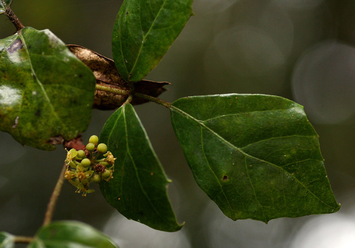 Rhoicissus rhomboidea