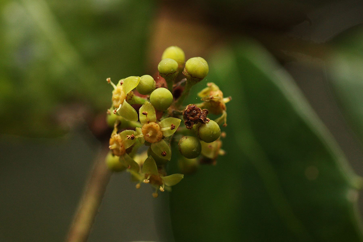 Rhoicissus rhomboidea