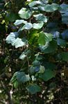 Rhoicissus tomentosa
