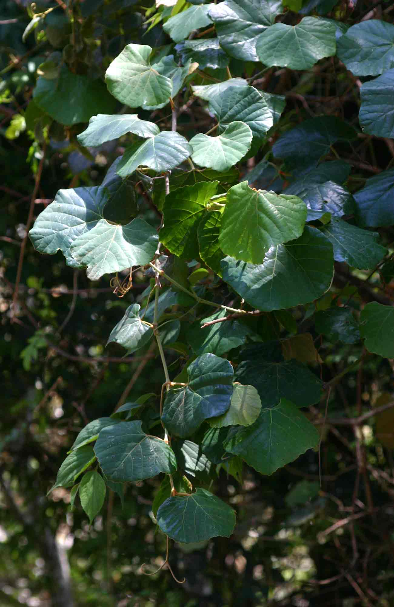 Rhoicissus tomentosa