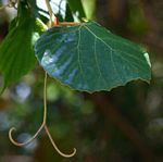Rhoicissus tomentosa