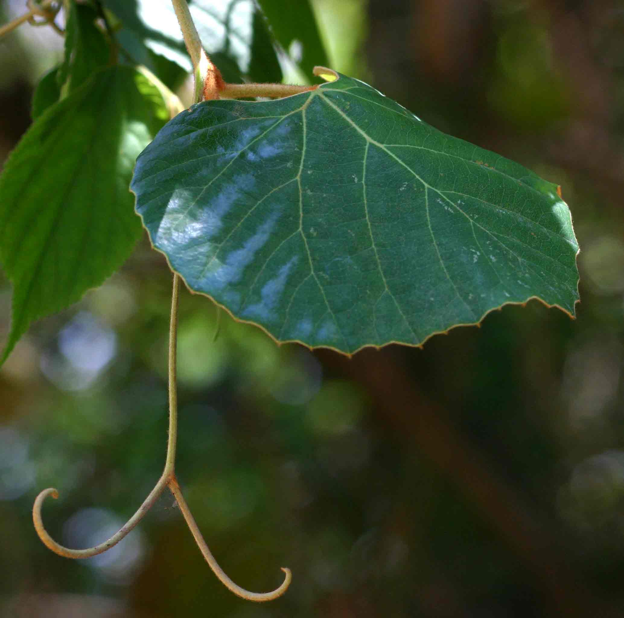 Rhoicissus tomentosa
