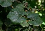 Rhoicissus tomentosa