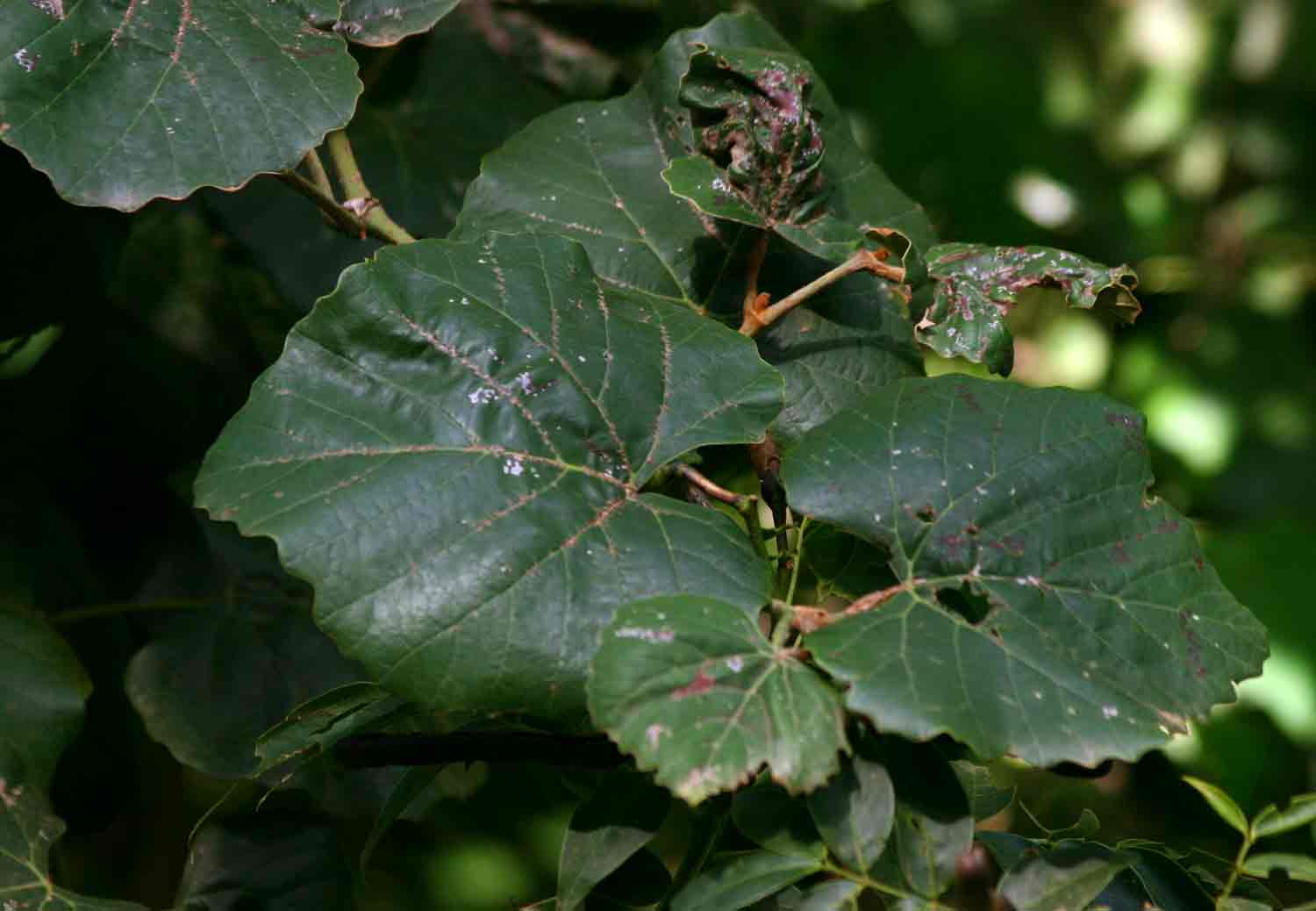 Rhoicissus tomentosa