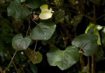 Rhoicissus tomentosa