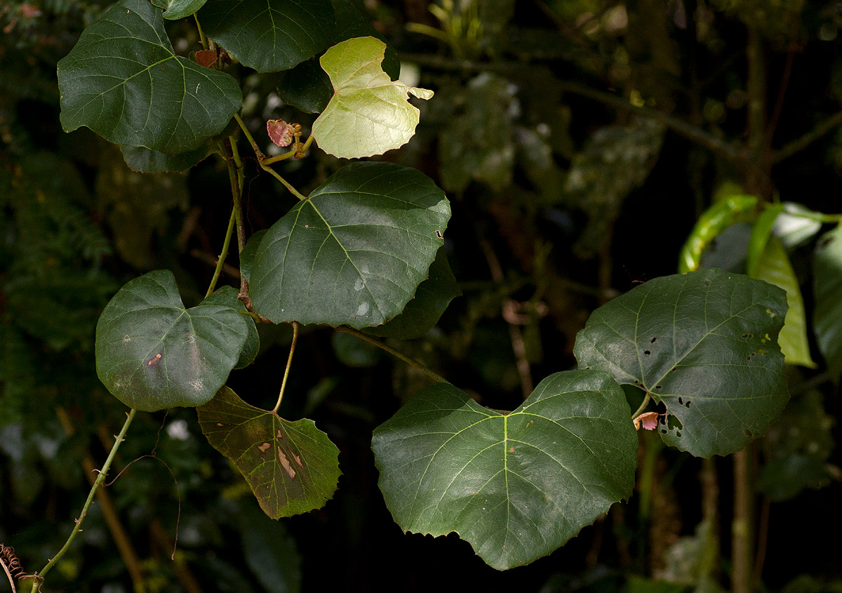 Rhoicissus tomentosa