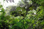 Rhoicissus tomentosa