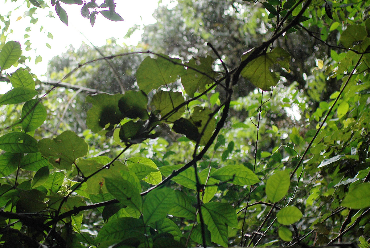 Rhoicissus tomentosa