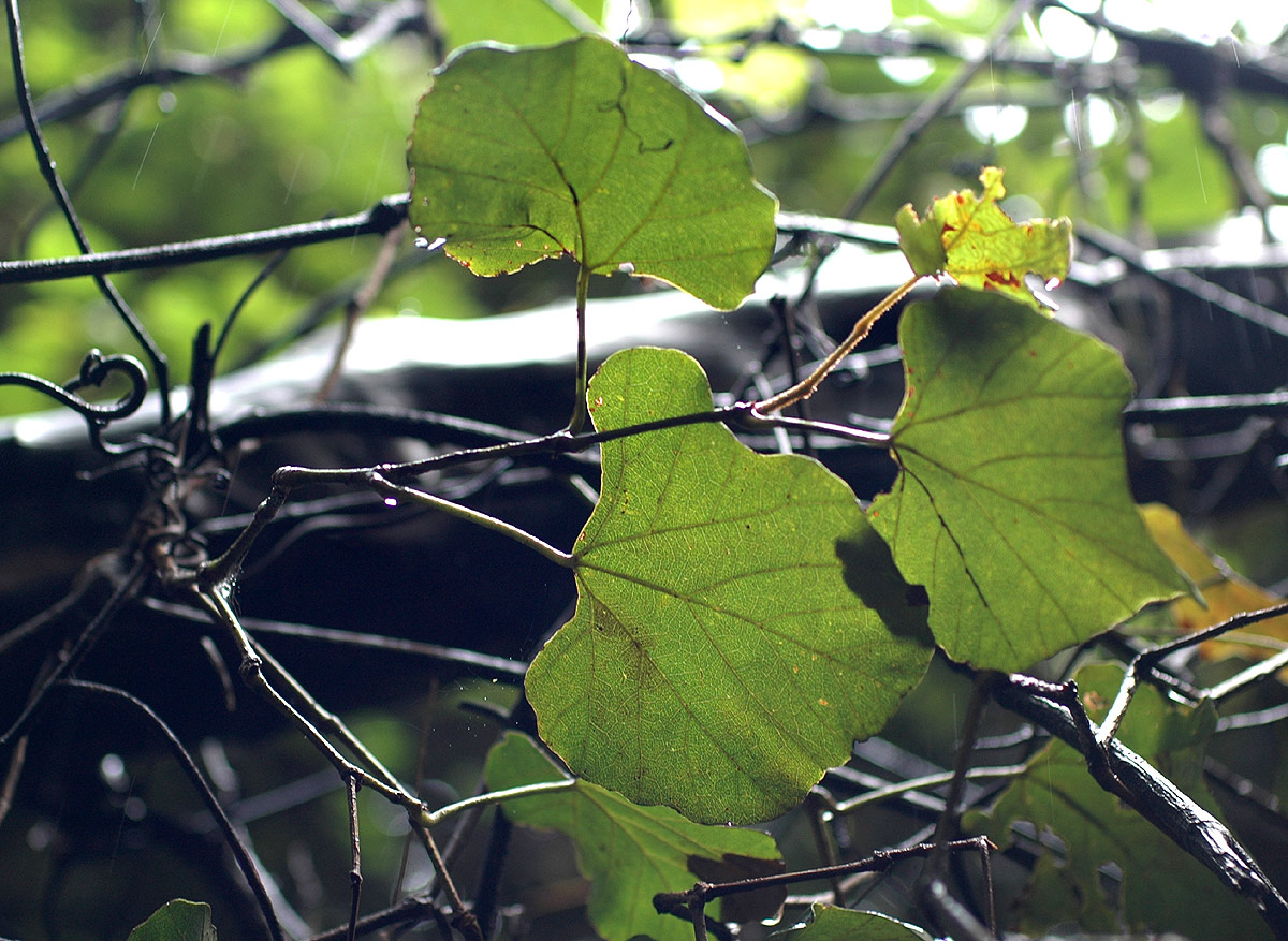 Rhoicissus tomentosa