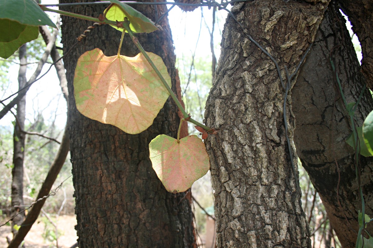 Rhoicissus tomentosa