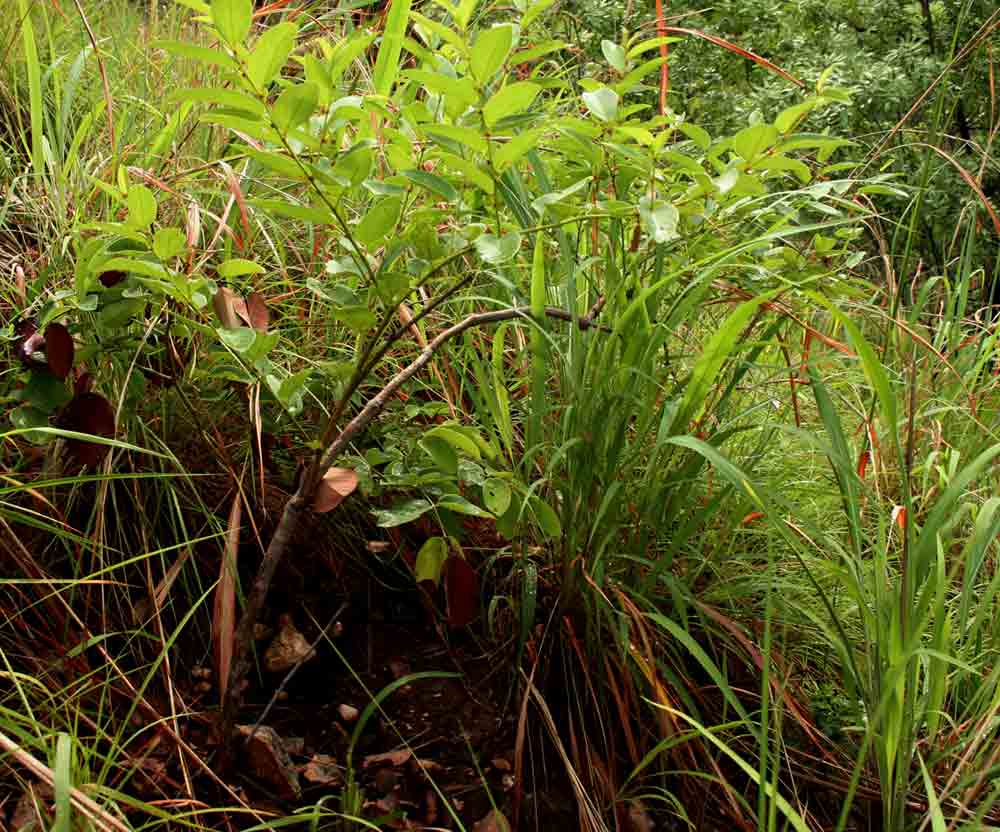 Cissus cornifolia