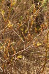 Cissus cornifolia