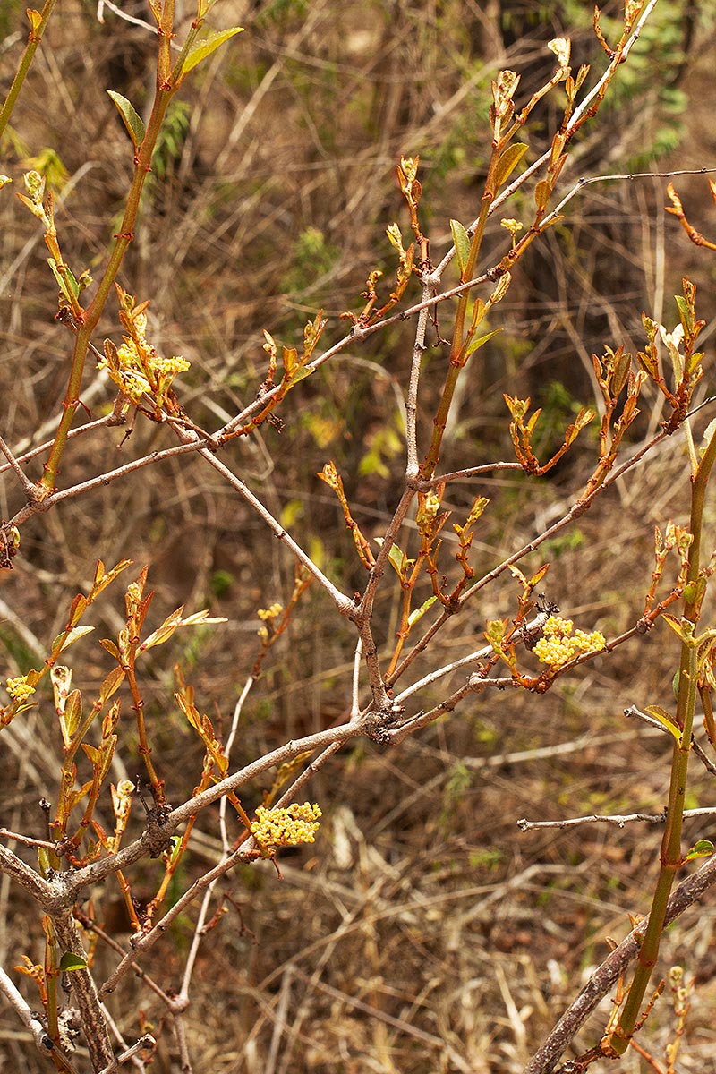 Cissus cornifolia