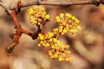 Cissus cornifolia