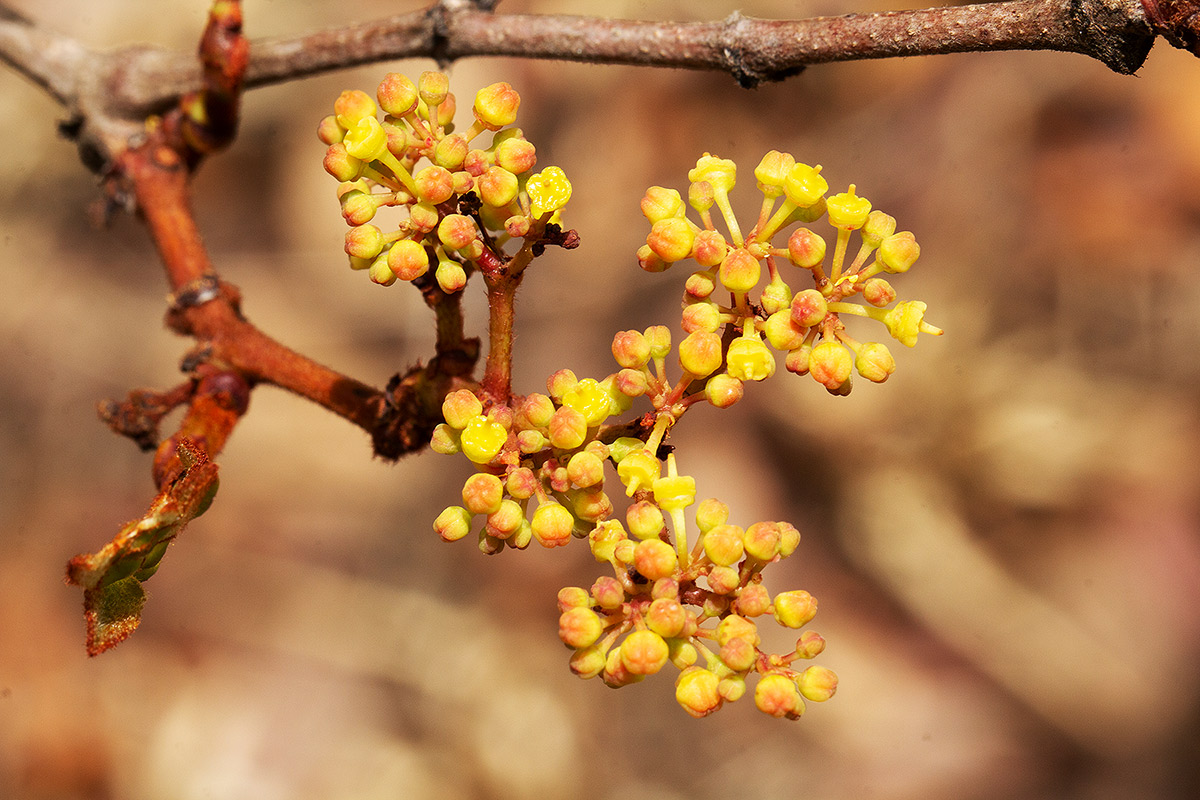 Cissus cornifolia