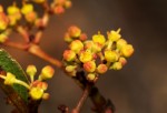 Cissus cornifolia