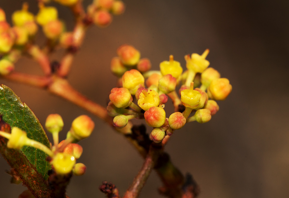 Cissus cornifolia