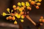Cissus cornifolia