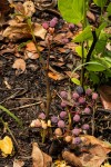 Cissus cornifolia