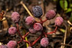 Cissus cornifolia