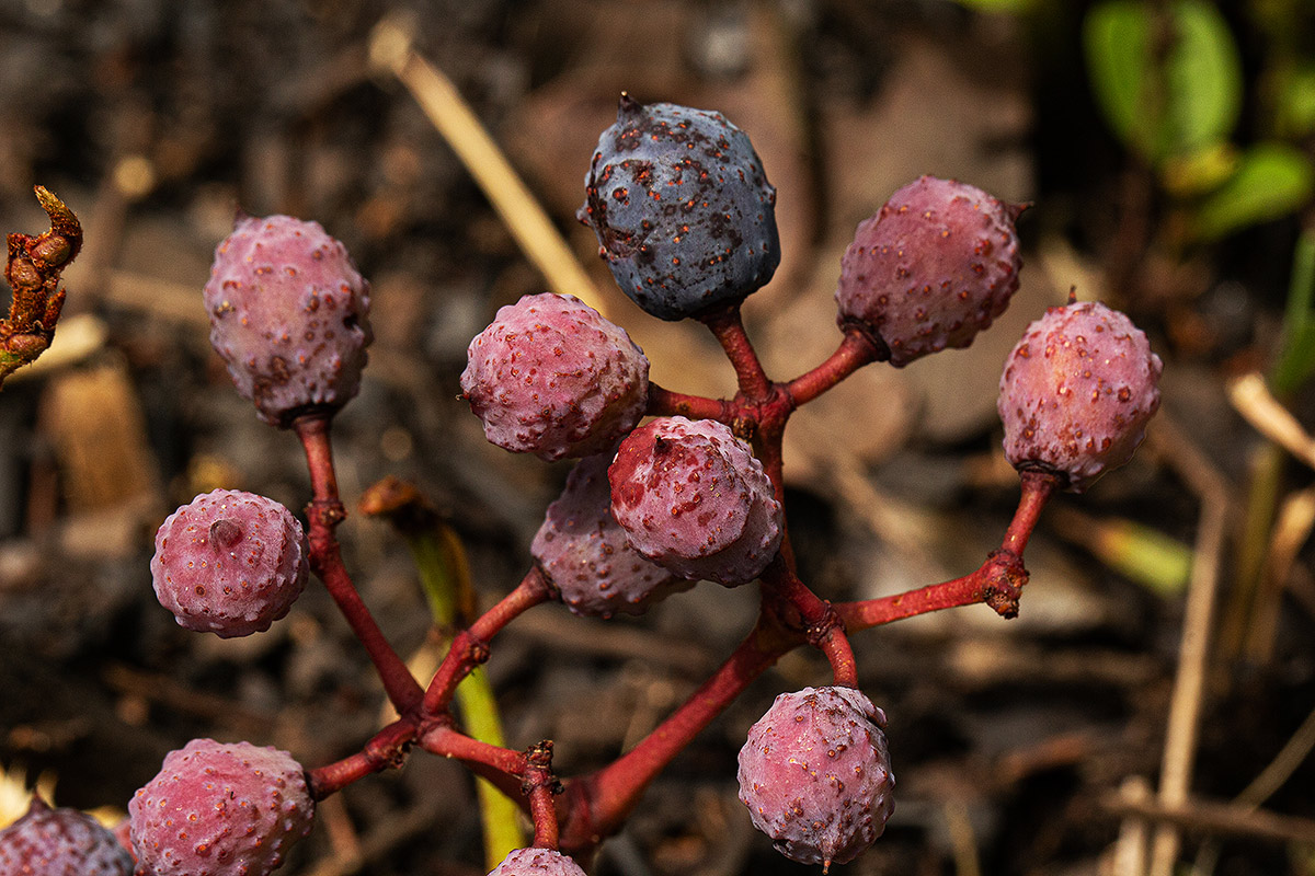 Cissus cornifolia