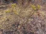 Cissus cornifolia