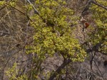 Cissus cornifolia