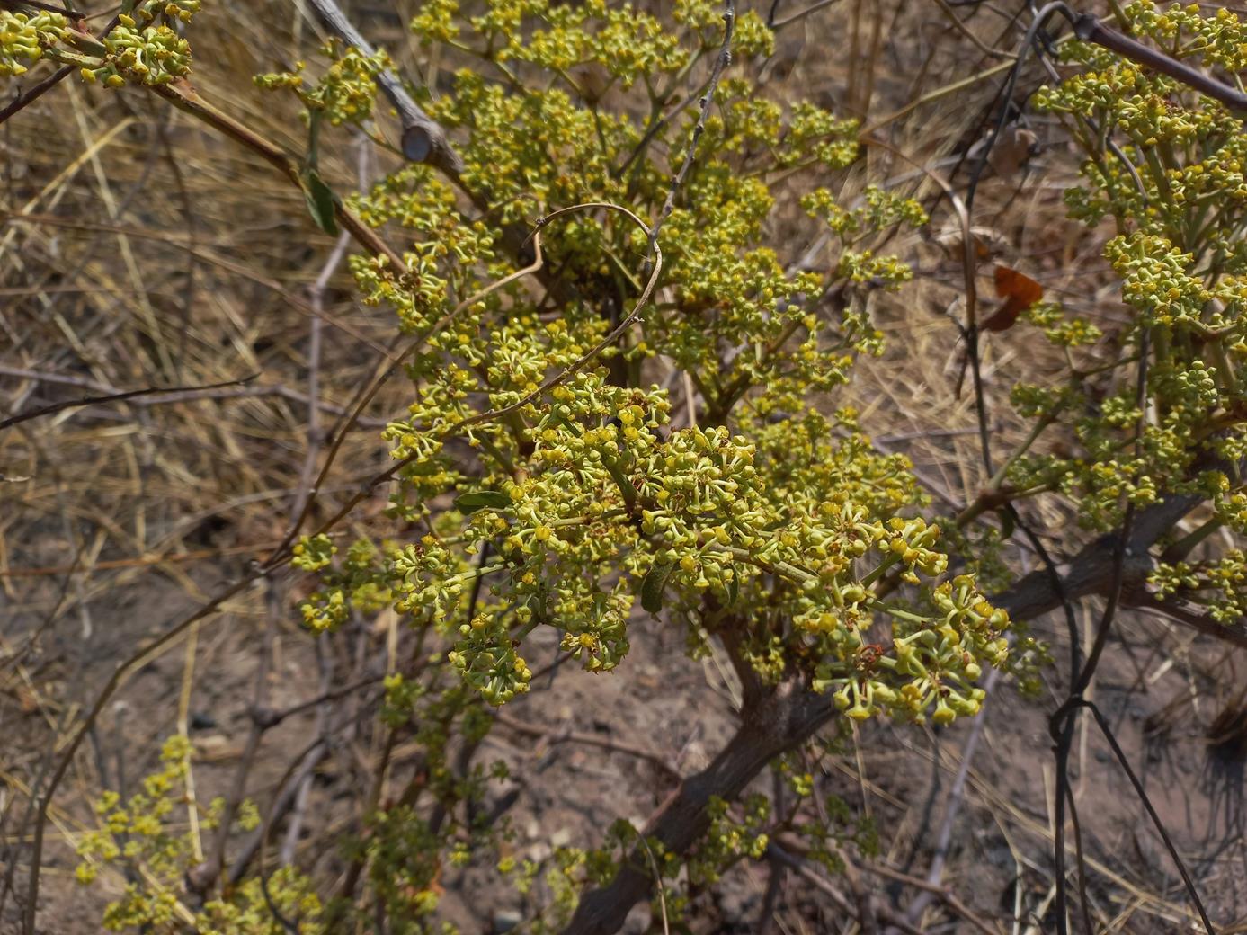 Cissus cornifolia