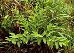 Cissus cornifolia