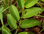 Cissus cornifolia