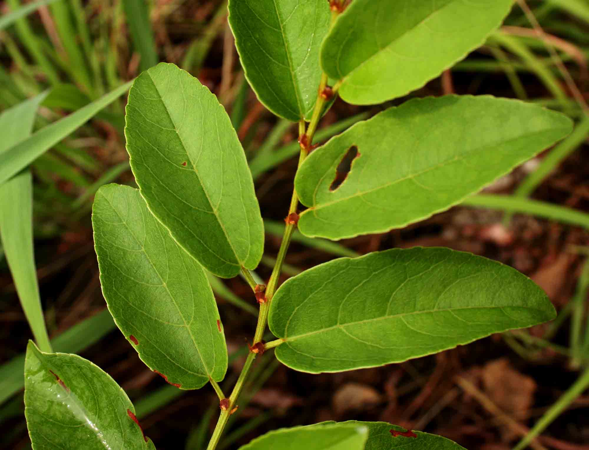 Cissus cornifolia