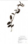 Cissus cornifolia