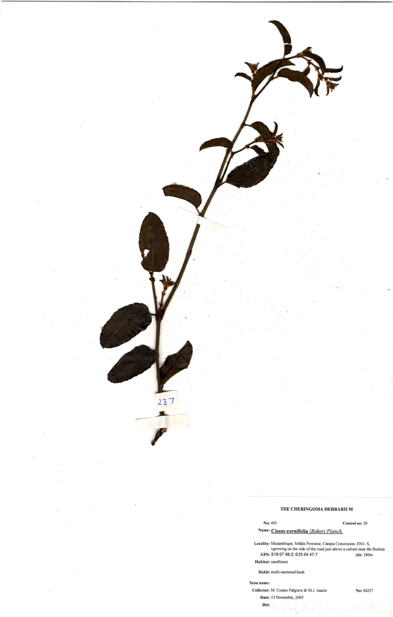 Cissus cornifolia