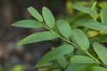 Cissus cornifolia