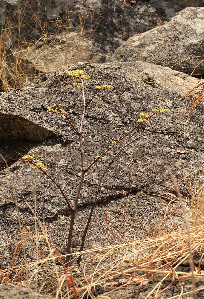 Cissus cornifolia