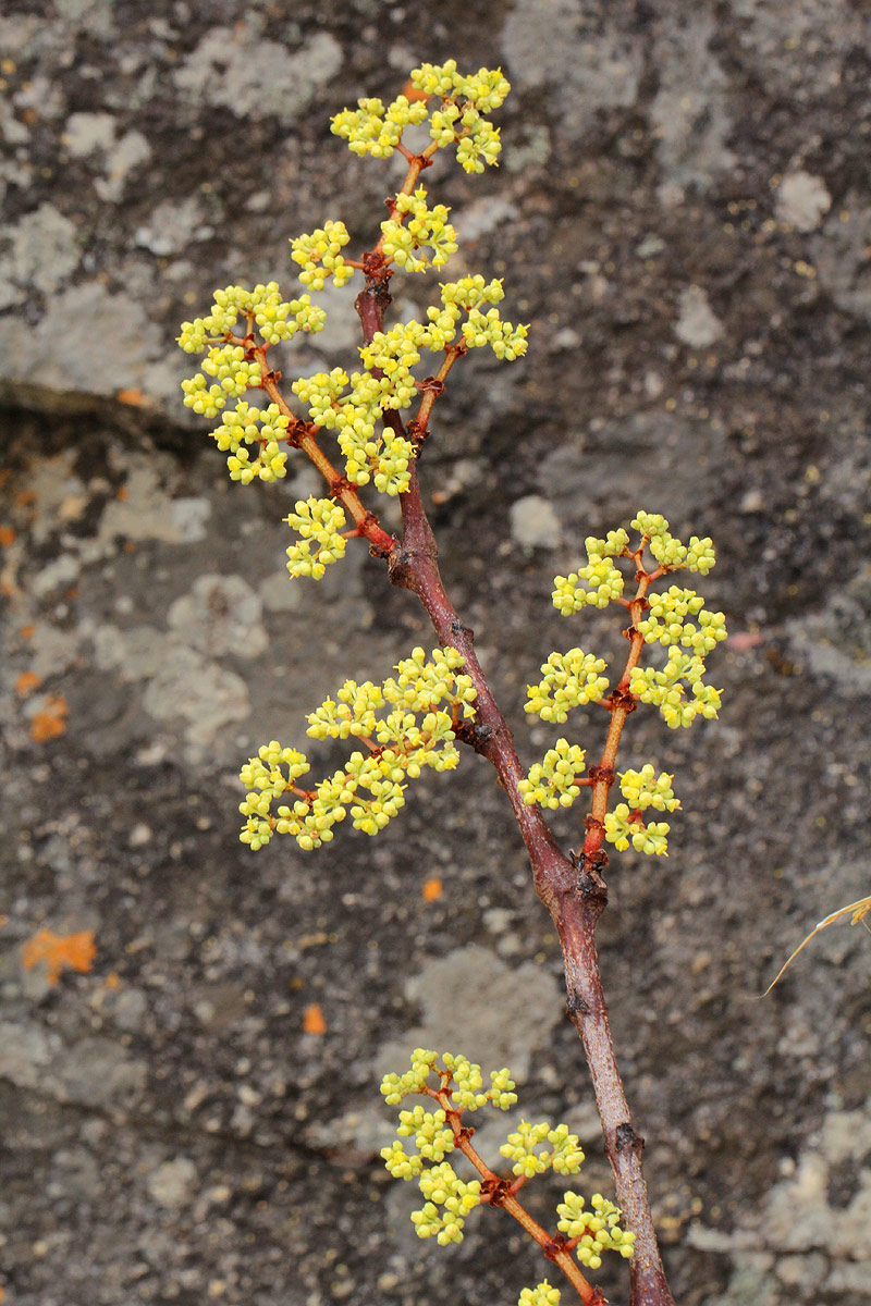 Cissus cornifolia