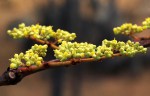 Cissus cornifolia