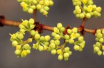 Cissus cornifolia