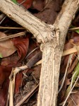 Cissus grisea