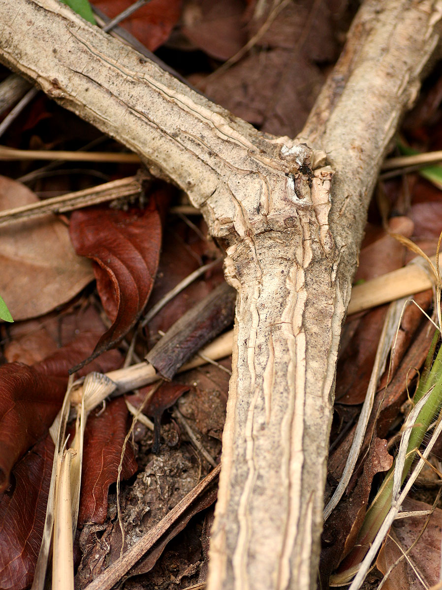 Cissus grisea