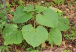 Cissus grisea