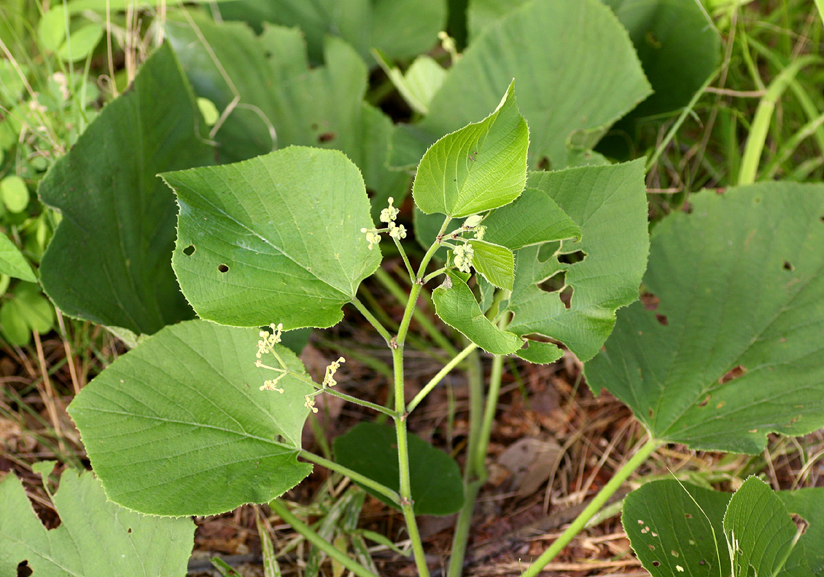 Cissus grisea