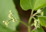 Cissus grisea