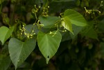 Cissus integrifolia