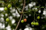 Cissus integrifolia