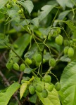 Cissus integrifolia